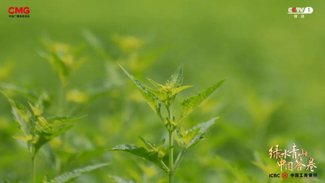 “工業城”與“生態市”的雙向奔赴：濟源產城融合的綠色答卷
