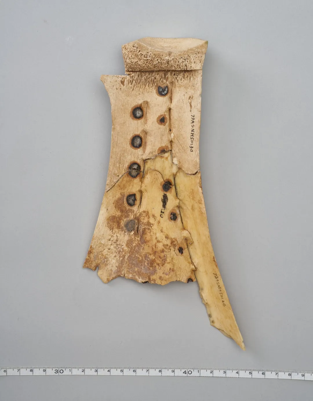 文博日歷丨透過這片“明星甲骨”，一起尋找漢字的源頭！