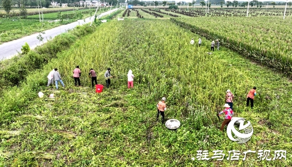 平輿縣:千畝芝麻喜獲豐收