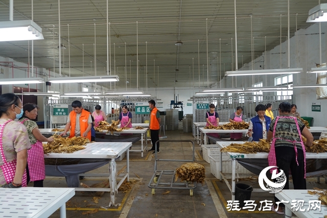 泌陽縣煙葉收購工作全面開啟