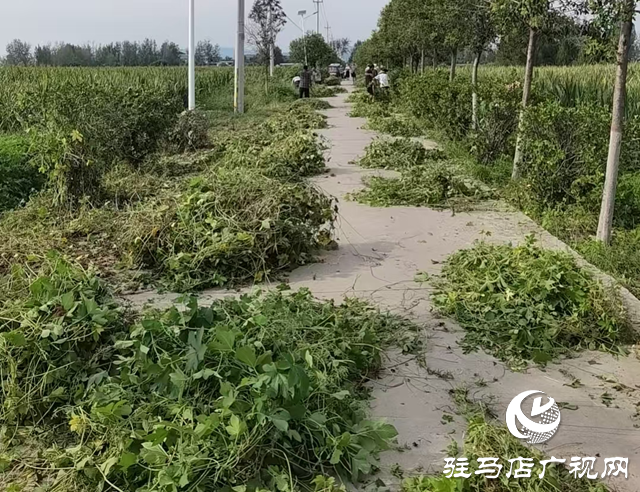 泌陽縣下碑寺鄉：“除草護綠”煥新顏 人居環境“提顏值”