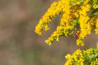 秋季花粉過敏，怎么應對？