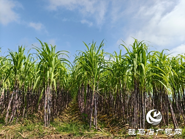 泌陽縣郭集鎮：甘蔗豐收鋪就鄉村甜蜜致富路
