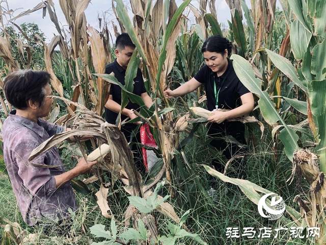 中國人壽財險駐馬店中支開展“為民辦實事 助農秋收”專項幫扶活動