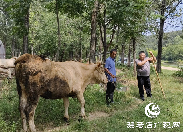 【天中光榮榜】何文禮:精準幫扶 讓村民“牛”起來