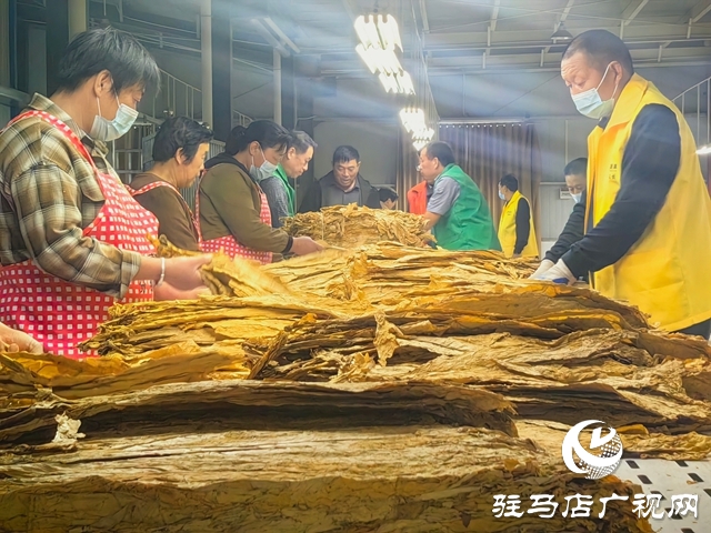 泌陽縣郭集鎮:黨建引領 助力煙葉收購“加速度”