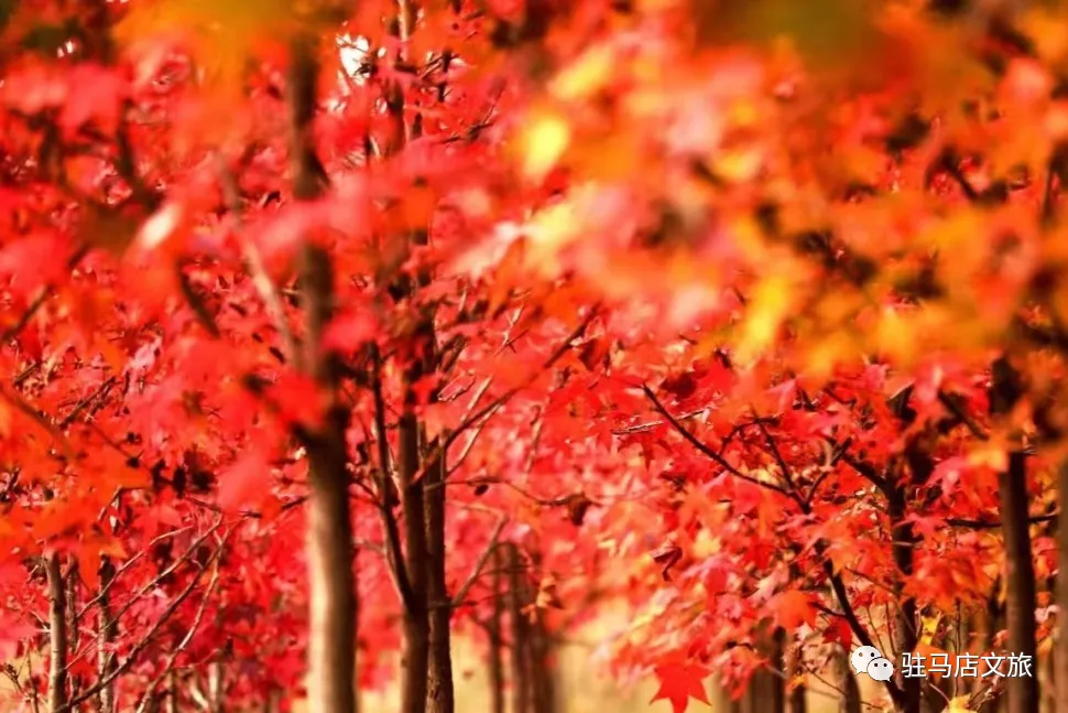 秋日漫步：橙紅橘綠時的詩意畫卷