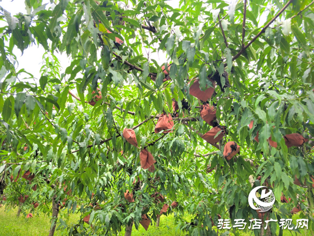 泌陽縣黃山口鄉：“小小冬桃大作為 特色種植結金果