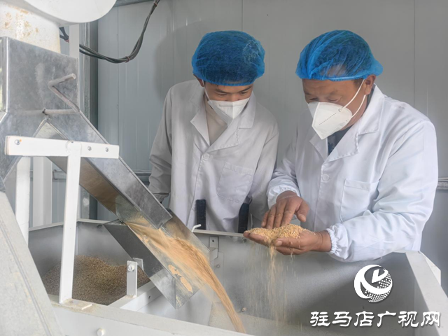  驛城區香山街道楊樓村：石磨面粉產業煥發新生 繪就“一村一品”振興圖景??