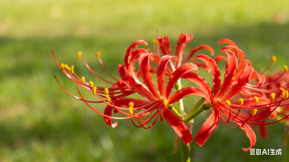 秋初賞花“頂流”出沒，提醒：有毒，別碰！