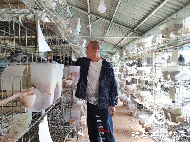 西平縣人和鄉河沿張村: 蛋鴿養殖“啄”開致富門 特色產業繪就振興新圖景?