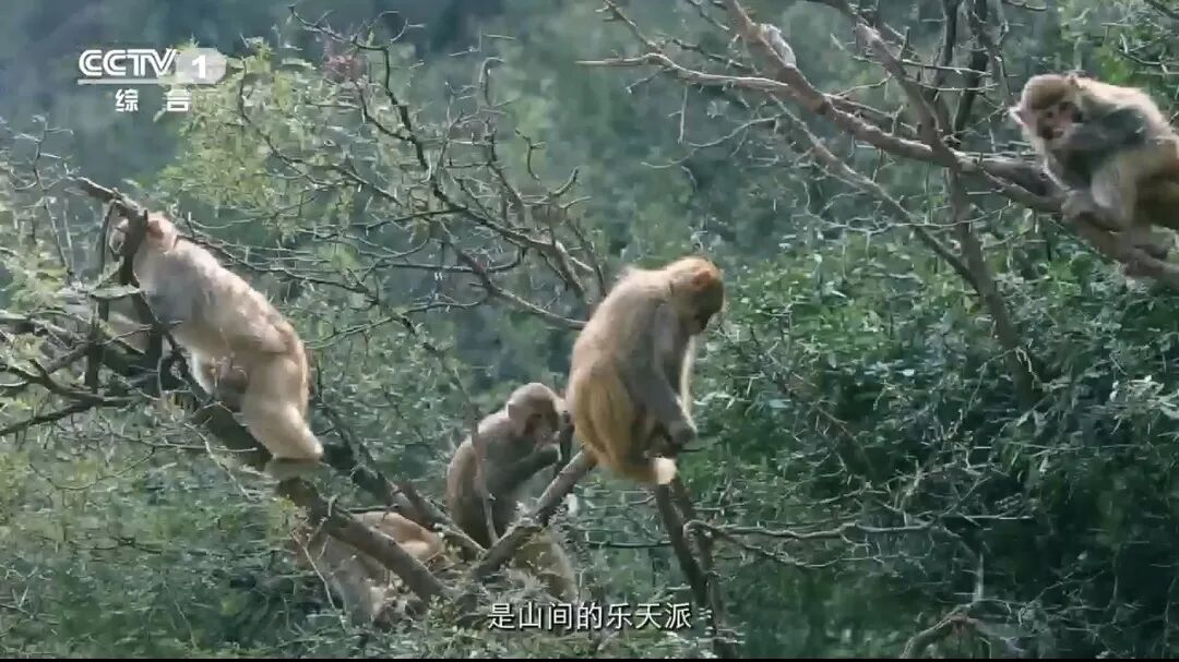 人民日?qǐng)?bào)、央視聚焦60余次！