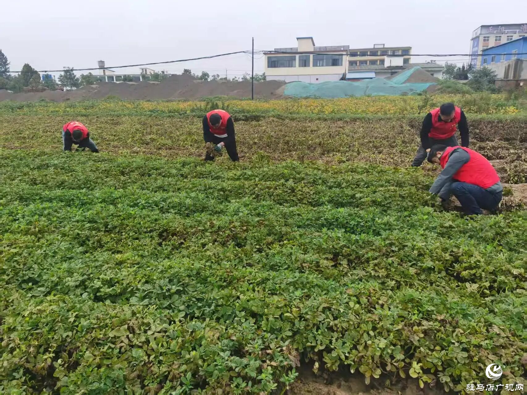 正陽縣融媒體中心：花生田里“紅馬甲”