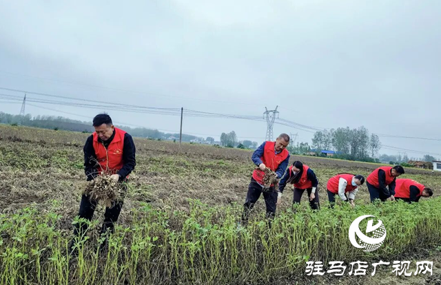 正陽縣清源街道：紅馬甲志愿隊助農搶收 解群眾“急難愁盼”?