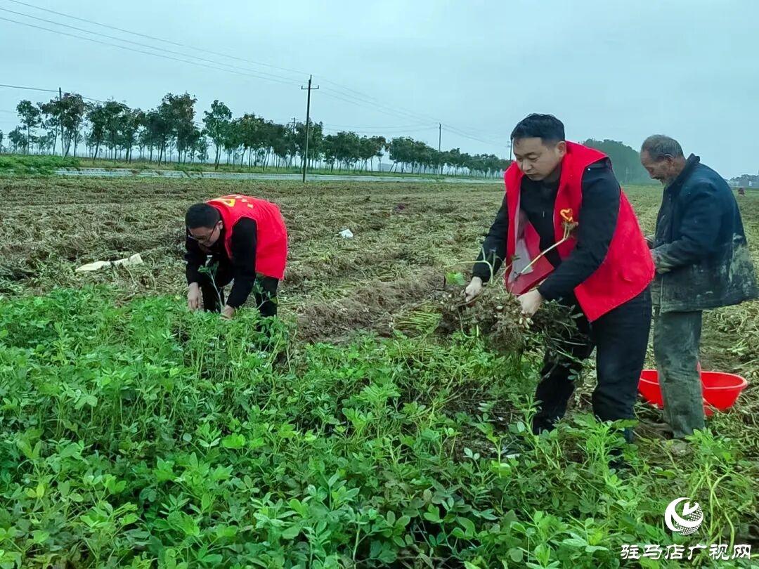 正陽縣清源街道：紅馬甲田間搶收?解民憂暖人心