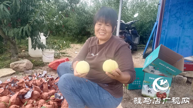 泌陽縣下碑寺鄉：冬桃成熟助增收