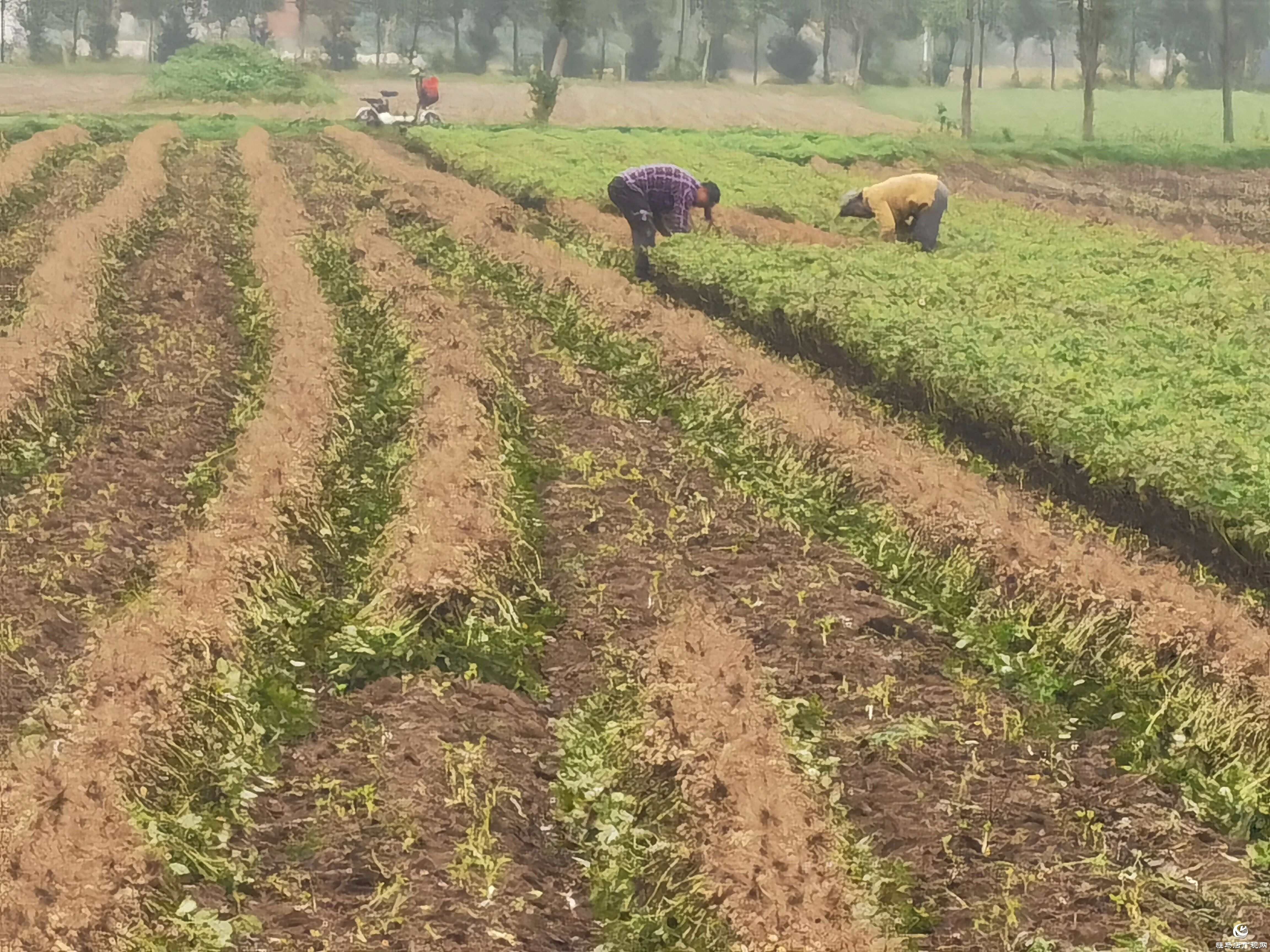 正陽縣雷寨鎮：趁天搶時 搶收花生