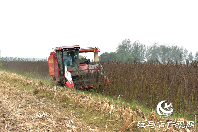 新蔡縣孫召鎮郎莊村：“鐵桿芝麻”迎來收獲期 機械化種植助農增收?