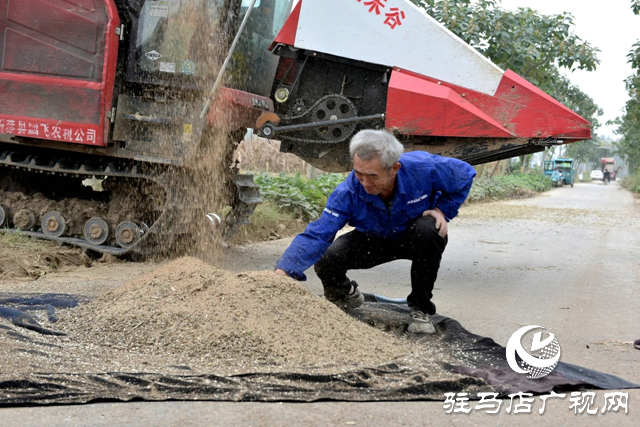 新蔡縣孫召鎮郎莊村：“鐵桿芝麻”迎來收獲期 機械化種植助農增收?