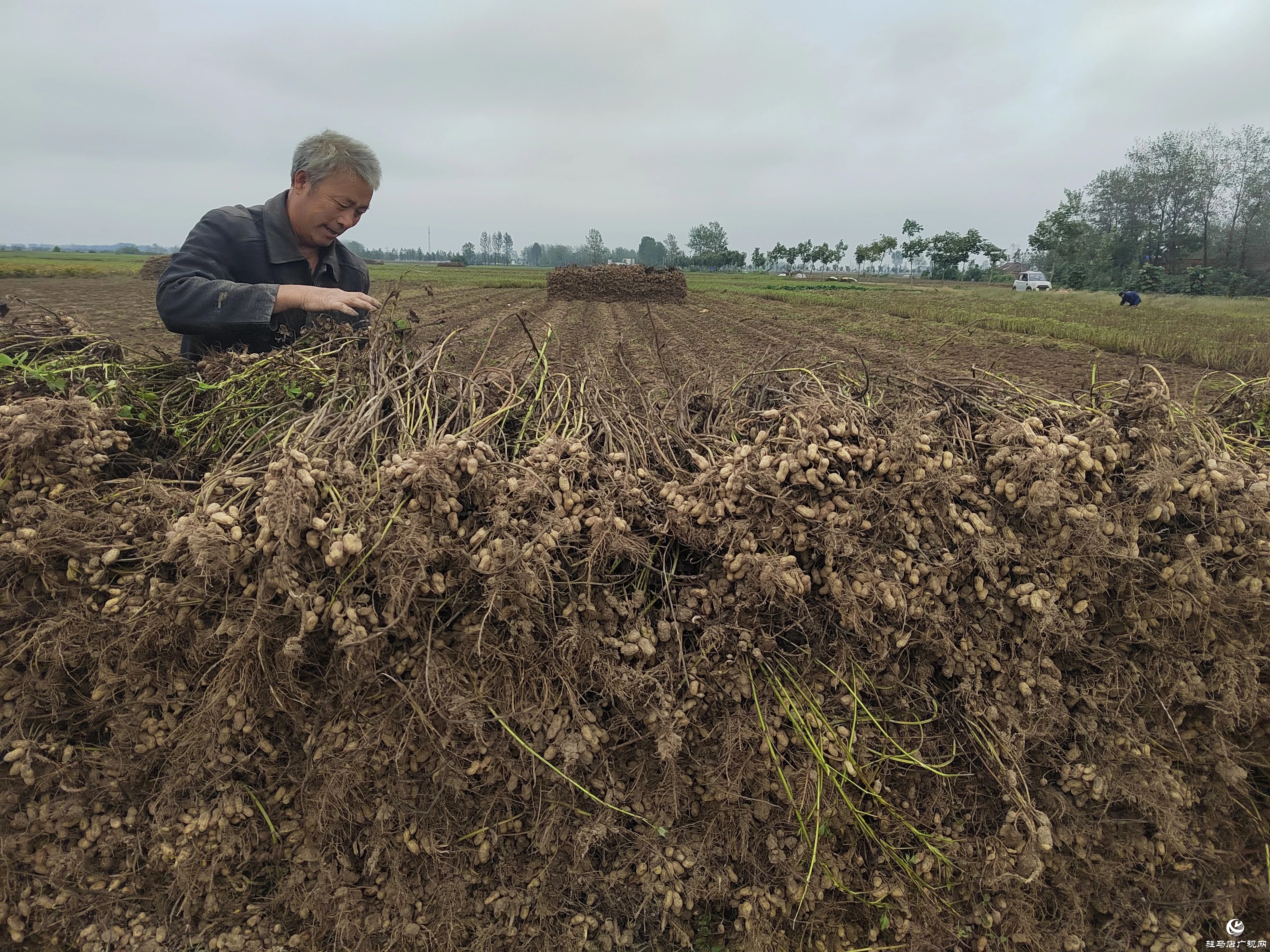 正陽縣閭河鄉:扛牢糧食安全責任??全力護航“三秋”生產