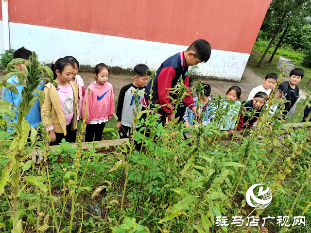 確山縣凡店小學“芝麻尋趣記”：解鎖芝麻的成長密碼