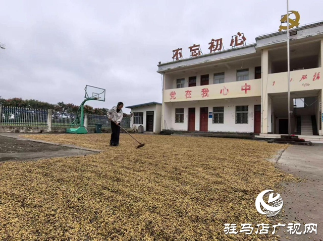 正陽(yáng)縣閭河鄉(xiāng):搶抓“三秋”生產(chǎn) 全力保障糧食歸倉(cāng)??