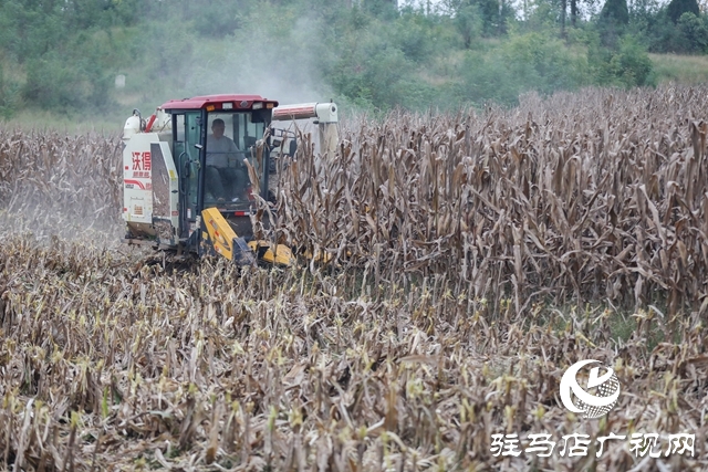 泌陽縣：全力搶收搶烘 確保秋糧及時歸倉