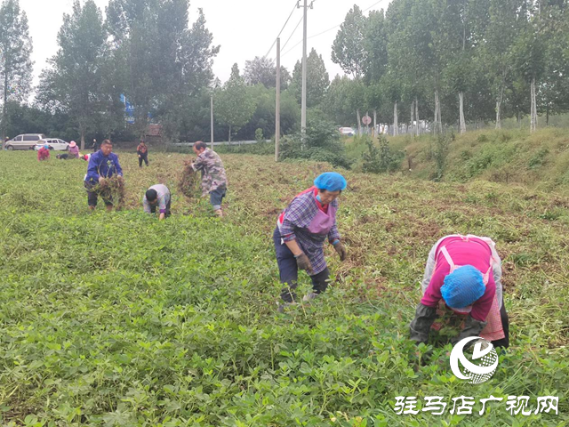 正陽(yáng)縣閭河鄉(xiāng):搶抓“三秋”生產(chǎn) 全力保障糧食歸倉(cāng)??