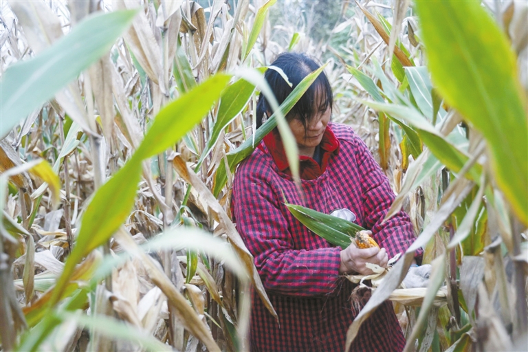河南省糧食作物收獲已過八成 已制定小麥晚播技術方案
