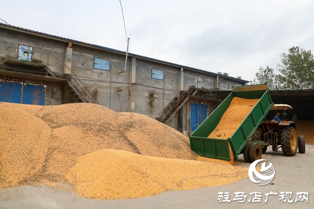 泌陽縣：全力搶收搶烘 確保秋糧及時歸倉