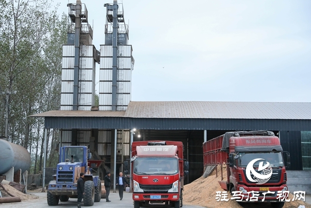 泌陽縣：全力搶收搶烘 確保秋糧及時歸倉