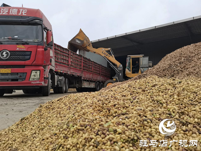 正陽(yáng)縣彭橋鄉(xiāng)：干群合力搶收秋糧 應(yīng)對(duì)陰雨保秋收??