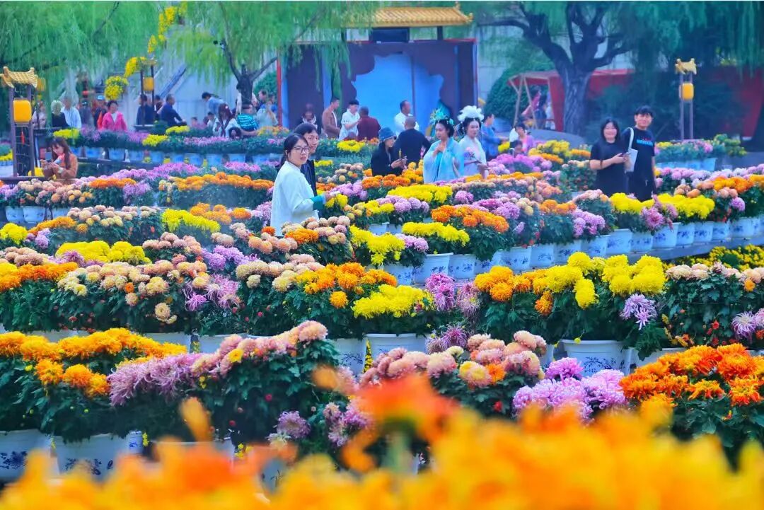 有一種浪漫，叫汴菊！