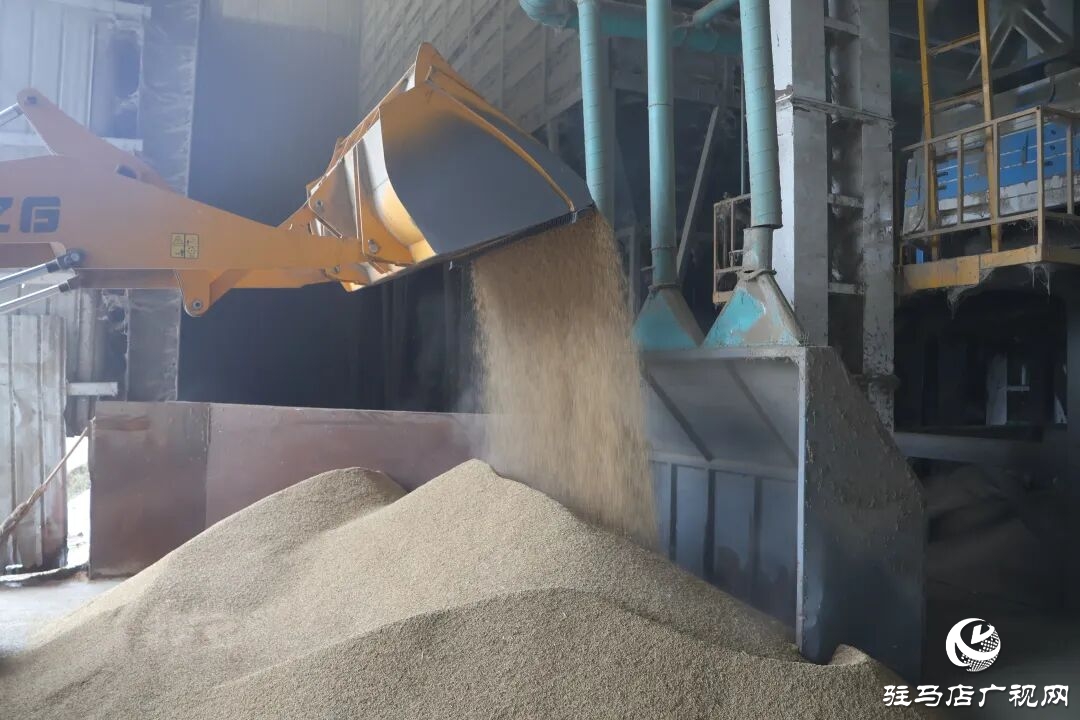 正陽縣：稻谷烘干 快馬加鞭