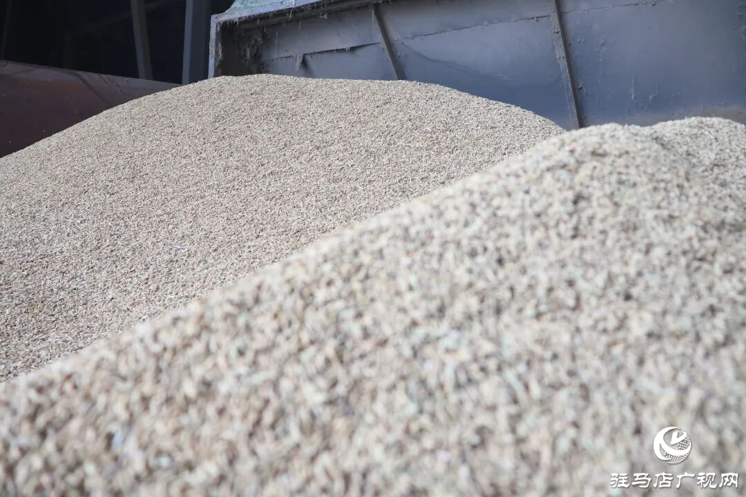 正陽縣：稻谷烘干 快馬加鞭