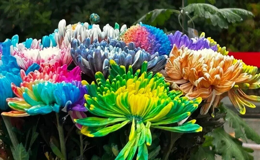 有一種浪漫，叫汴菊！