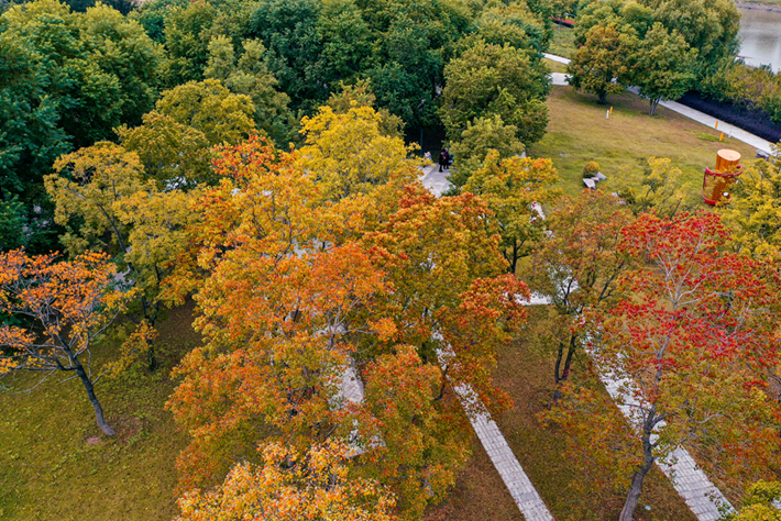 縣區(qū)動(dòng)態(tài)｜草木知秋意 斑斕繪彩卷