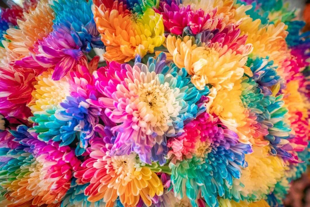 有一種浪漫，叫汴菊！