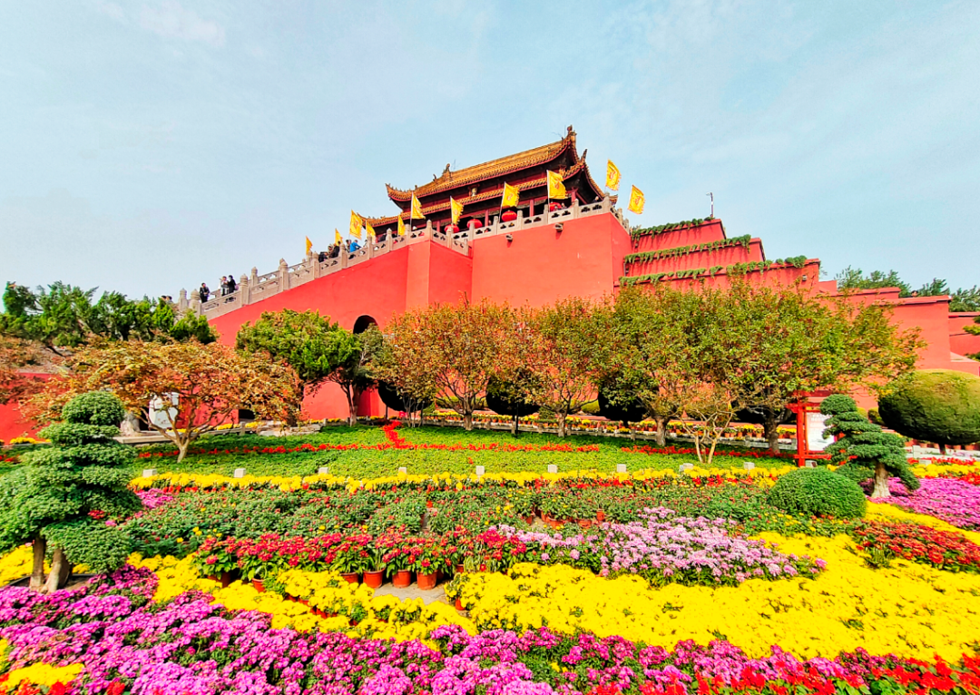 有一種浪漫，叫汴菊！