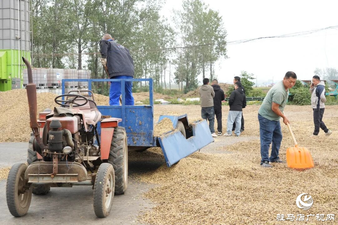 正陽縣:搶收搶烘齊發力 干群同心保秋糧