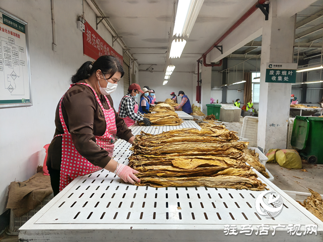 泌陽縣郭集鎮：全力護航煙葉收購“黃金季”