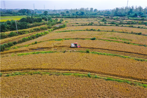 連陰雨里保&ldquo;三秋&rdquo;