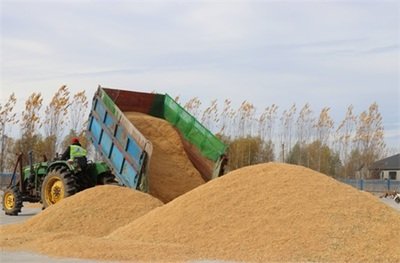 <strong>河南多點發力守護秋糧安全</strong>