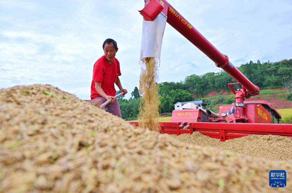 全國秋糧收獲近七成