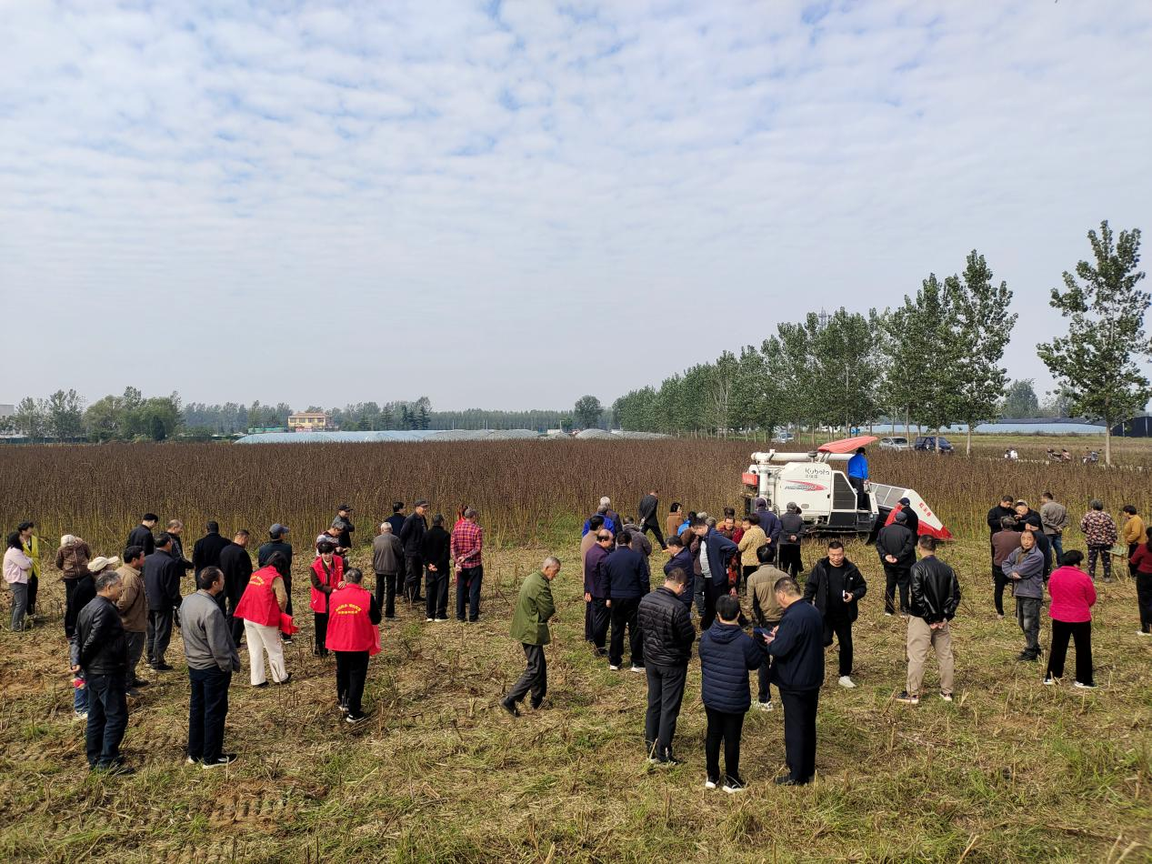 汝南縣古塔街道：60畝宜機收芝麻喜獲豐收