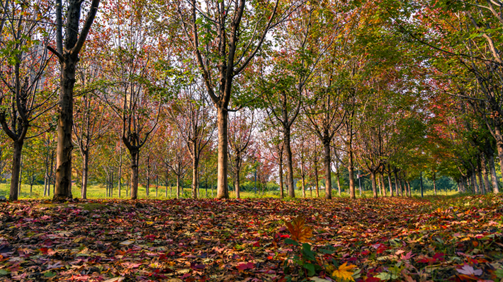 縣區動態 | 秋日晴光好 斑斕入畫來