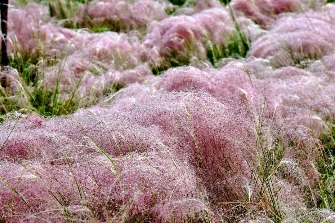 河南，被圈“粉”了！