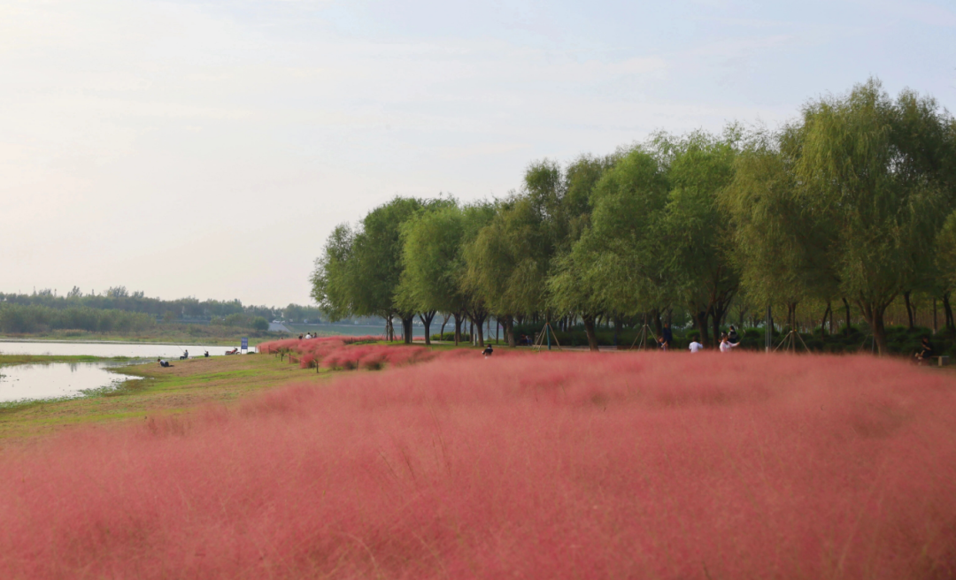 河南，被圈“粉”了！
