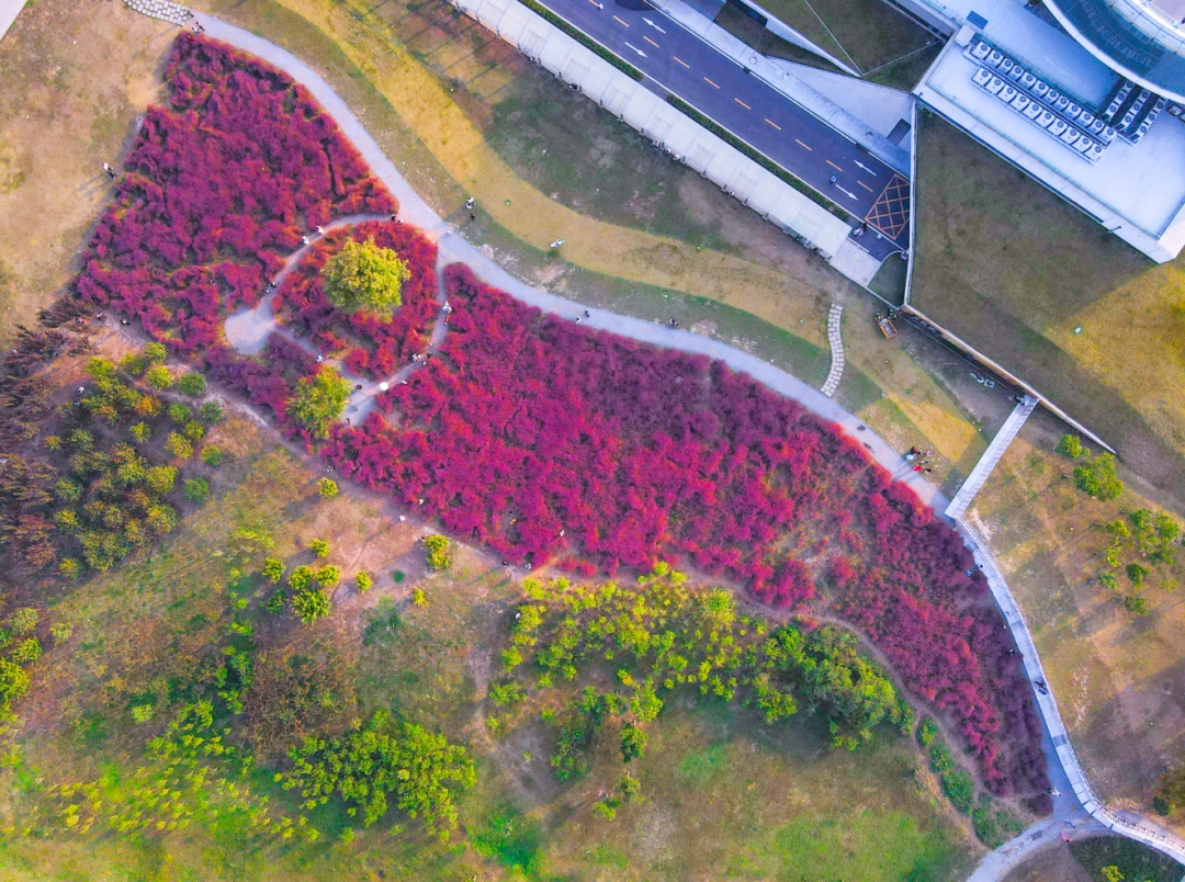 河南，被圈“粉”了！