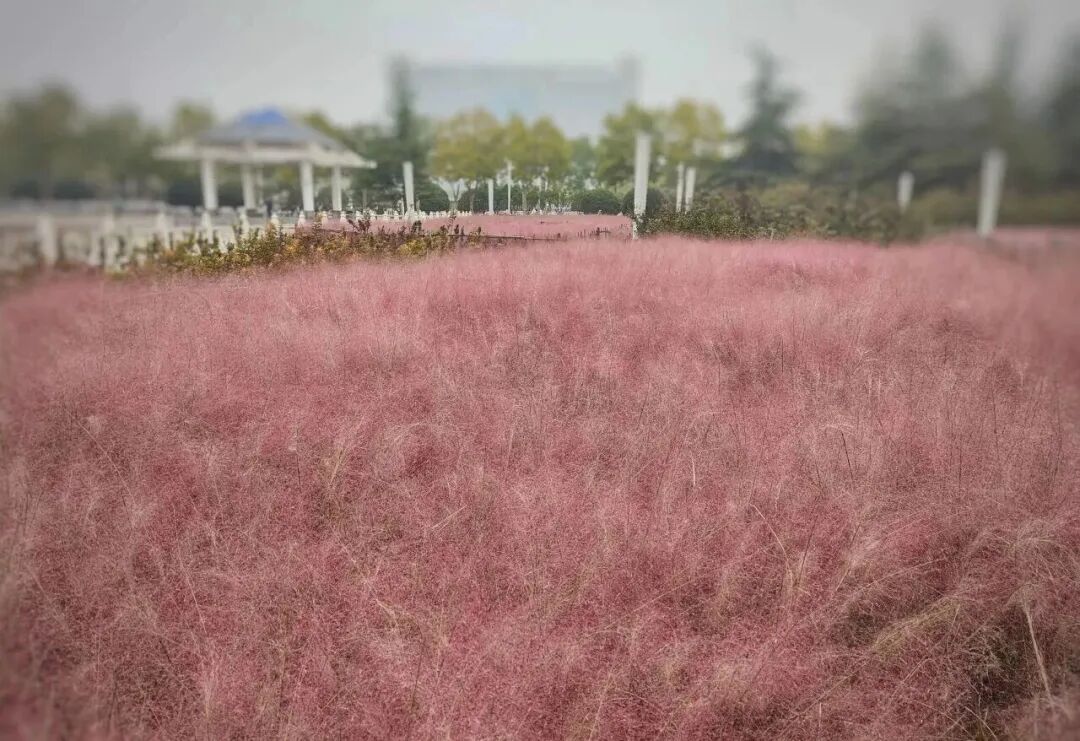 河南，被圈“粉”了！